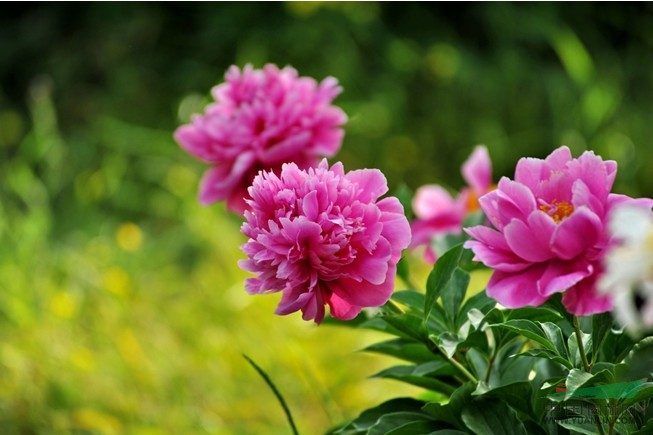單花赤芍 