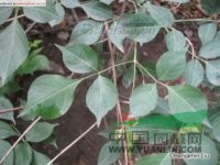 省沽油 