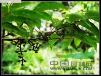 癭椒樹 泡花、皮巴風(fēng)、銀雀樹、癭漆樹、丹樹