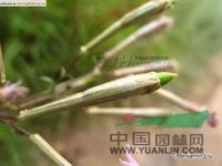 鶴草 一支花、金柴胡
