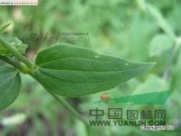 石生蠅子草 山女婁菜(中國高等植物圖鑒)、鵝耳七(湖北、四川)、土洋參、西洋參(湖北)