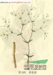 銀柴胡 銀胡(《本草求真》)、山菜根、山馬踏菜根(《山東中藥》)、牛肚根、沙參兒、白根子、土參((中藥志》)