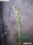 垂果南芥 唐芥、扁擔(dān)蒿（四川）、野白菜（內(nèi)蒙古）、大蒜芥（新疆