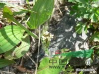 硬毛南芥 