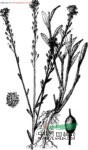 團(tuán)扇薺 