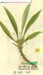 仙茅 地棕、獨茅、山黨參、仙茅參、海南參
