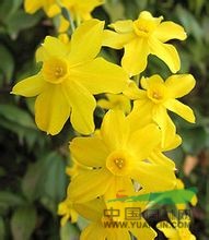 丁香水仙 長(zhǎng)壽花、燈心草水仙、黃水仙
