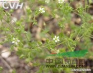 無(wú)心菜 