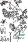 短瓣花 短瓣石竹、扣仁蕩、生煙葉、松筋藤、土牛膝(廣西)