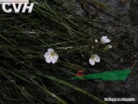 老牛筋 