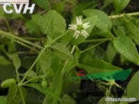 狗筋蔓 舒筋草、石灰草