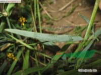 草原石頭花 興安絲石竹、北絲石竹、草原霞草