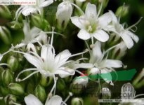 長蕊石頭花 
