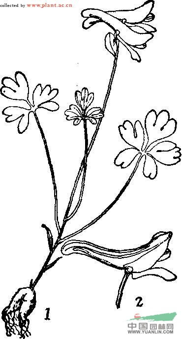 少花延胡索 