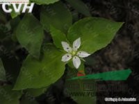 孩兒參 孩兒參、童參、雙批 四葉參、米參