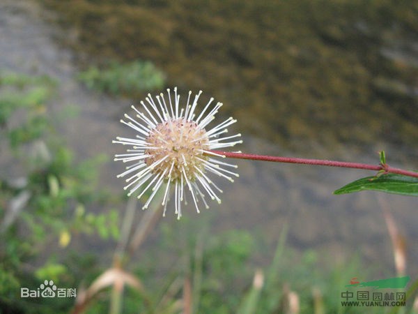 水團(tuán)花 水楊梅、水黃鑿、水加橧、溪棉條、穿魚柳、假楊梅、滿山香
