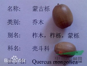 柞木 鑿子樹，蒙子樹，葫蘆刺，紅心刺
