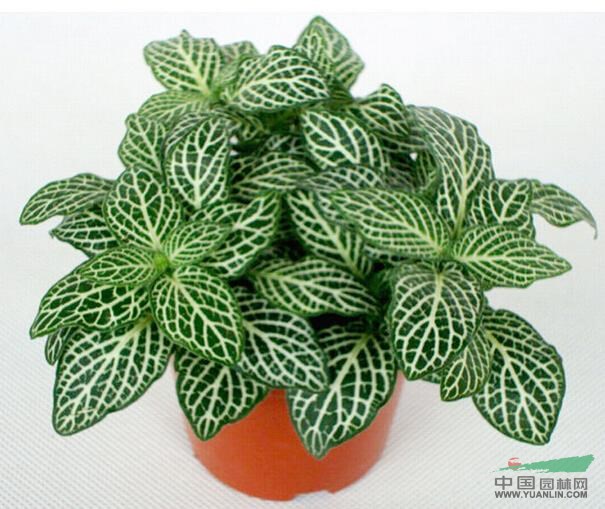 網(wǎng)紋草 費道花、銀網(wǎng)草