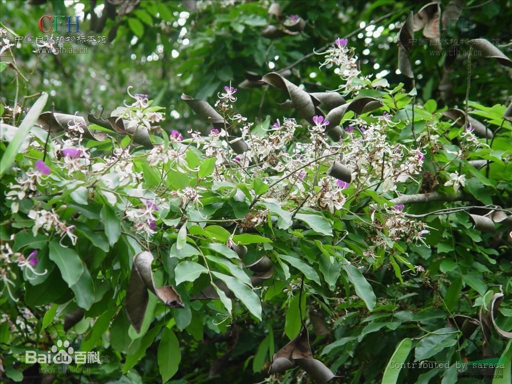 儀花 紅花樹(shù)