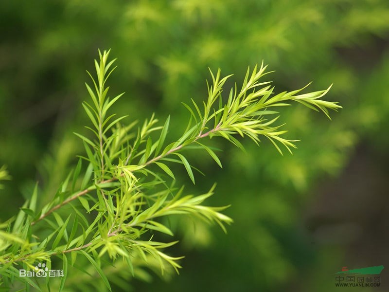 千層金 羽狀茶樹(shù) 黃金柳 千層金 金葉串錢(qián)柳