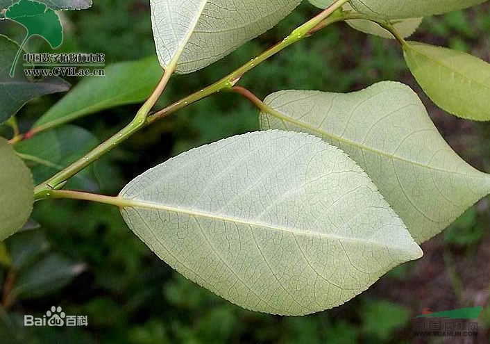 圓葉小葉楊 