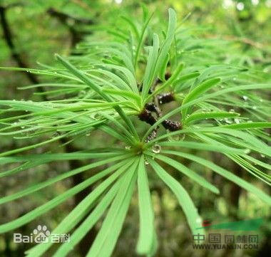 金松 傘松、日本金松