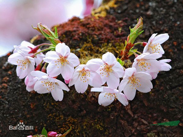 櫻花 東京櫻花、日本櫻花