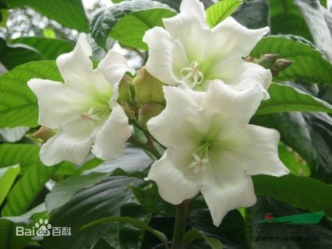清明花 剎搶龍、 炮彈果