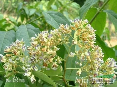 黃檀 不知春、望水檀、檀樹(shù)、檀木、白檀