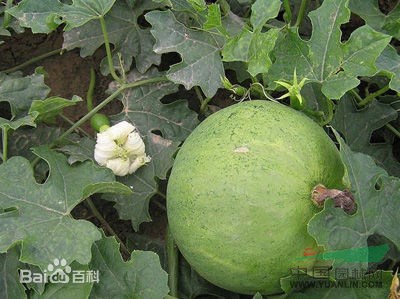 栝樓 瓜萎、瓜樓、藥瓜