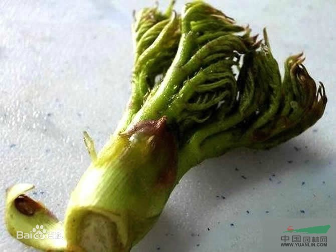 刺嫩芽 刺老芽、刺老鴉、龍牙楤木、虎陽(yáng)刺