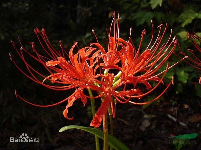 紅花石蒜 龍爪花、老鴉蒜、蒜頭草、鬼擎火、幽靈花、地獄花