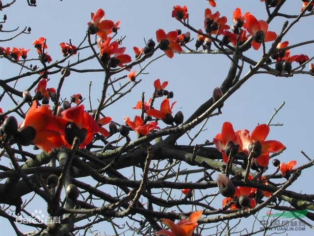 木棉樹 攀枝花、莫連、紅茉莉、莫連花、紅棉、斑芒樹