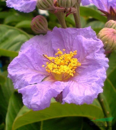 大花紫薇 大葉紫薇、百日紅、巴拿巴、五里香、紅薇花、百日紅、佛淚花